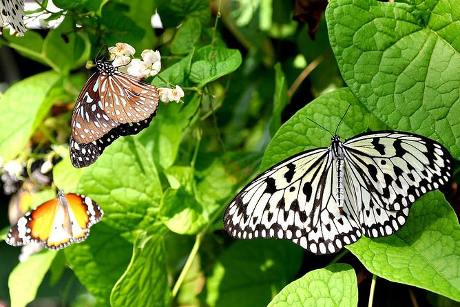 Bird Park & Butterfly Farm Nature Include All Entrance Tour From Kuala Lumpur - Key things I’d bank on before you go