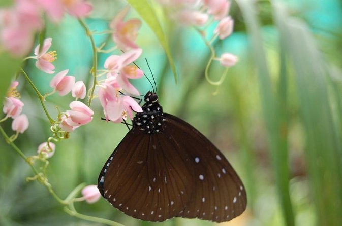 Bird Park & Butterfly Farm Nature Tour From Kuala Lumpur - Key moments worth planning for
