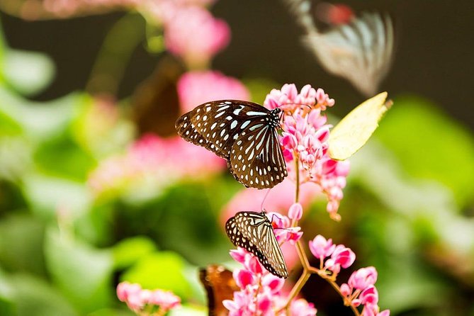 Bird Park & Butterfly Farm Nature Tour From Kuala Lumpur - Price and Value: $34 With Pickup, But Entrance Fees Extra