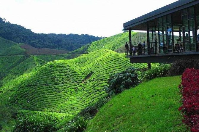 Cameron Highland Day Tour from Kuala Lumpur - Key Things I’d Bookmark Before You Go