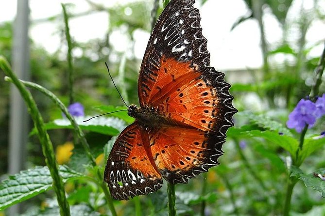 Cameron Highland Day Tour from Kuala Lumpur - Butterfly Garden, Honey Bee Farm, and Cactus Garden: A Fun Mix of Cute and Quiet