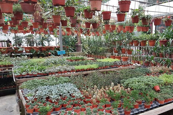 Cameron Highland Day-Trip from Kuala Lumpur - Cactus Valley: free entry, surprisingly varied plants