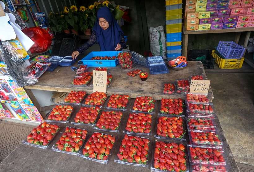 Cameron Highlands 1 Day Tour from Kuala Lumpur - Key Things I’d Focus On Before You Go