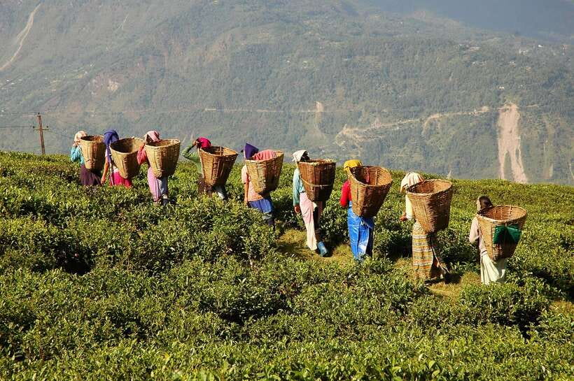 Cameron Highlands 1 Day Tour from Kuala Lumpur - A 12-Hour Door-to-Door Run from Kuala Lumpur