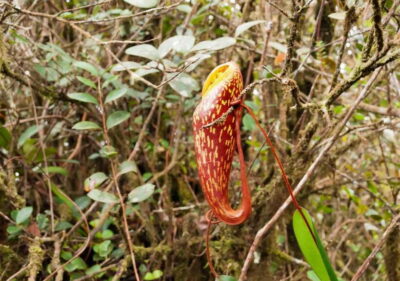 Cameron Highlands 1 Day Tour from Kuala Lumpur - Entering Cameron Highlands: Tea Country Sets the Tone