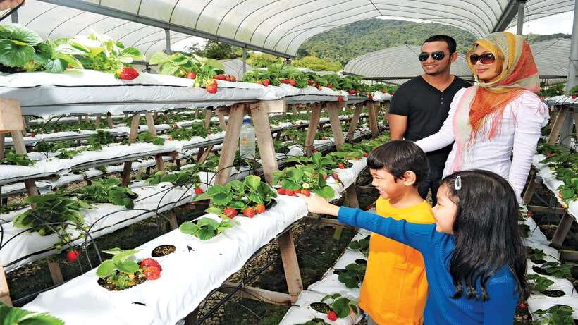Cameron Highlands 1 Day Tour from Kuala Lumpur - Sam Poh Temple: A Cultural Stop That Breaks the Market Mood