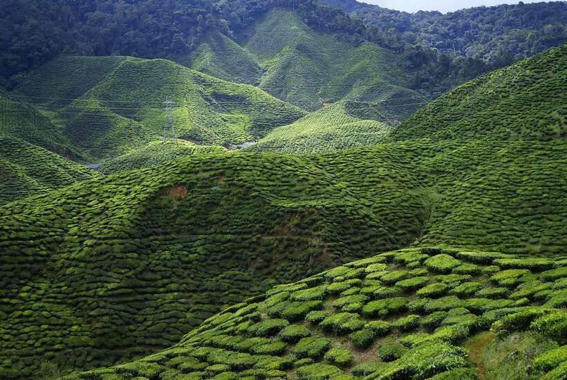 Cameron Highlands 1 Day Tour from Kuala Lumpur - Price and Logistics: Is $173 Good Value for This Day Trip?
