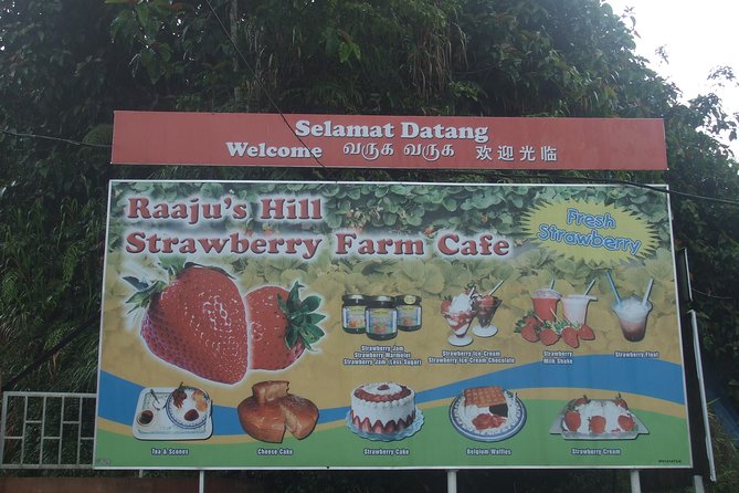 Cameron Highlands Amazing Day Trip Tour with Local Lunch - Stop 3: Raju Hill Strawberry Farm for garden time and cafe breaks