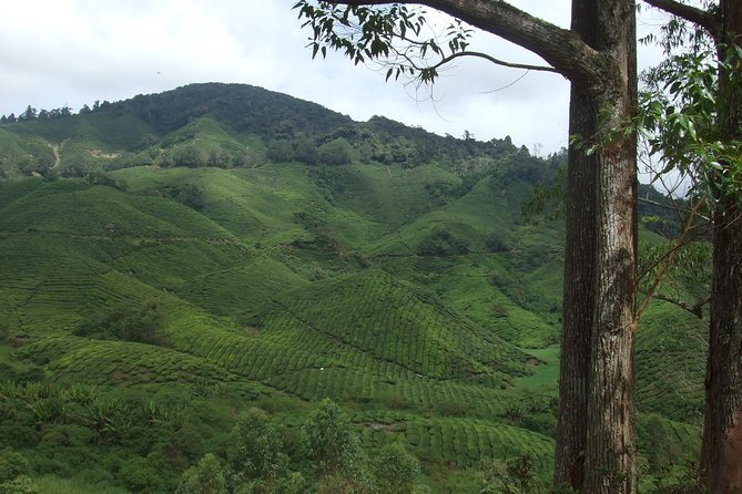 Cameron Highlands Amazing Day Trip Tour with Local Lunch - Stop 4: Butterfly Garden where you see more than butterflies
