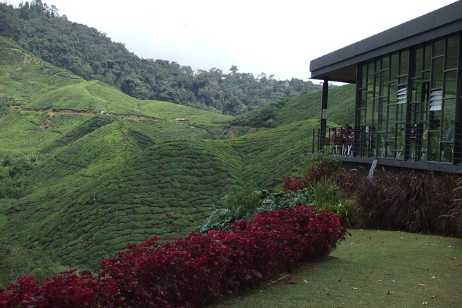 Cameron Highlands Amazing Day Trip Tour with Local Lunch - Pickup from Kuala Lumpur: getting to the hills without stress