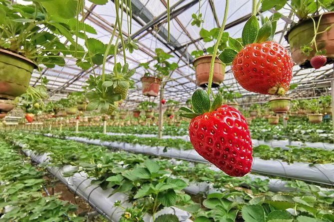 Cameron Highlands Full-Day Nature Tour - Big Red Strawberry Farm: fun picking, but only if it’s running