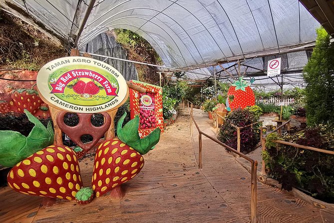 Cameron Highlands Full-Day Nature Tour - Brinchang Night Market: Friday-Saturday food, tea, and souvenirs