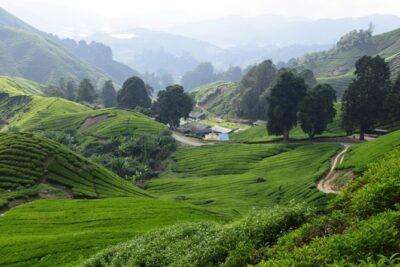 Cameron Highlands, Garden of Nature Full Day Private Guided Tour - Strawberry farm, veggies, fruit, and flowers: more than souvenirs