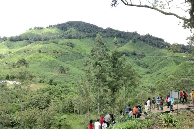 Cameron Highlands, Garden of Nature Full Day Private Guided Tour - Steam-boat lunch in the cool: included comfort food with local produce