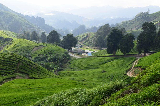 Cameron Highlands, Garden of Nature Full Day Private Guided Tour - Strawberry farm, veggies, fruit, and flowers: more than souvenirs