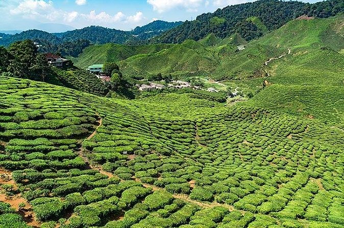 Cameron Highlands One Day Trip from Kuala Lumpur Privately Organised - Lunch Break: How to Use Included Food to Your Advantage