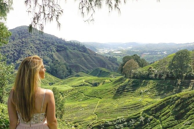 Cameron Highlands Tour from Kuala Lumpur - Butterfly Garden: Light, Easy, and Family-Friendly