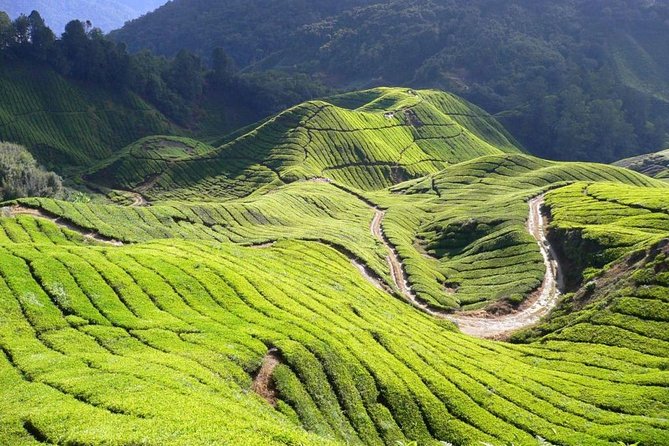 Cameron Highlands Tour from Kuala Lumpur - Tringkap Bee Farm: Honey Education and Shopping Time