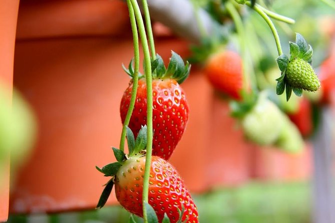 Cameron Highlands Tour from Kuala Lumpur - Healthy Strawberry Farm: Picking Your Own Strawberries