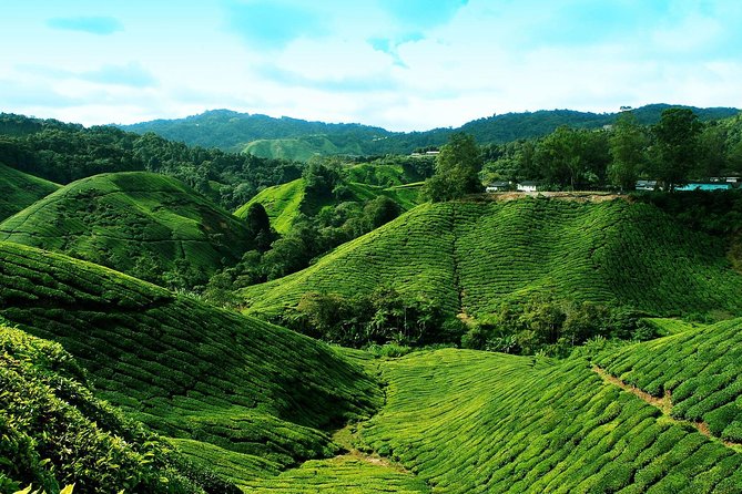 Cameron Highlands Tour from Kuala Lumpur - The Return Drive: Leaving Around 3:00–3:30 PM