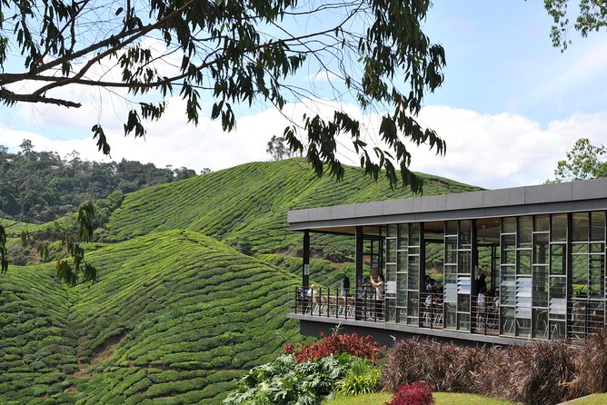Cameron Highlands Tour From Kuala Lumpur (Private Tour) - 7:00am pickup and the curvy-road reality up to 1,542 meters