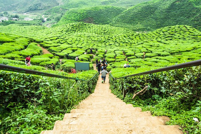 Cameron Highlands Tour on Private Basis - Strawberry Farms: Fresh Fruit Energy and the Self-Picking Moment