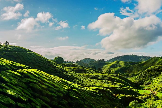 Cameron Highlands Tour on Private Basis - Bharat Tea Farm and Rose Garden: Getting Oriented in Tea Country