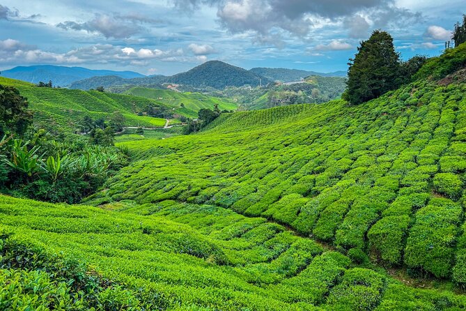 Elevate Your Senses: A Day of Wonders in Cameron Highlands! - Key highlights you’ll actually feel during the day