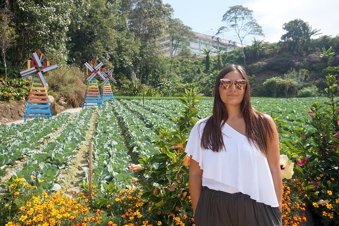 Elevate Your Senses: A Day of Wonders in Cameron Highlands! - A cool-climate escape from Kuala Lumpur