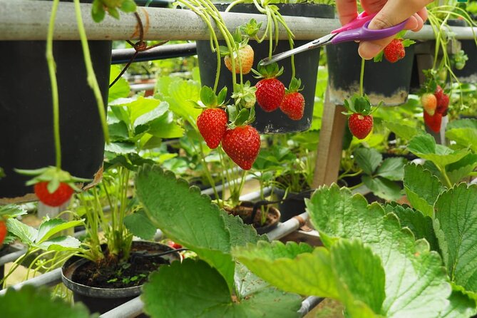 Elevate Your Senses: A Day of Wonders in Cameron Highlands! - Orchid and Rose Garden: included beauty with a calm pace