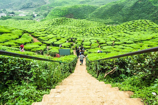 Explore Cameron Highlands: Full-Day Tour with Scenic Batu Caves - Batu Caves: The Early Temple Stop That Sets the Tone