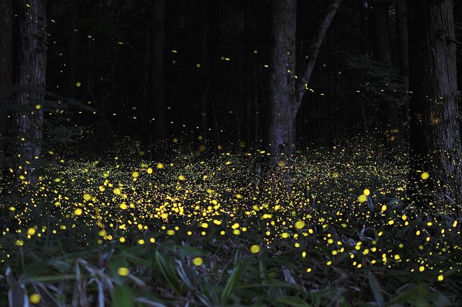 Fireflies Cruise with Batu Cave Visit and Seafood Dinner - What I’d Watch For on the Day (Especially If You Want Great Explanations)