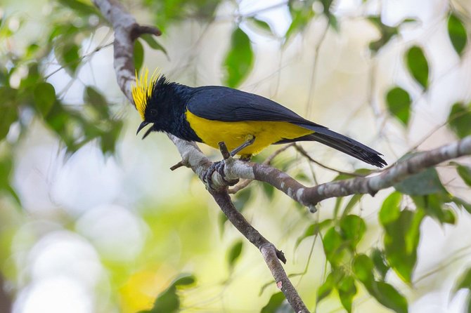 Fraser's Hill Bird-Watching & Nature Sightseeing Tour from Kuala Lumpur - Key Things That Make This Tour Worth Your Time