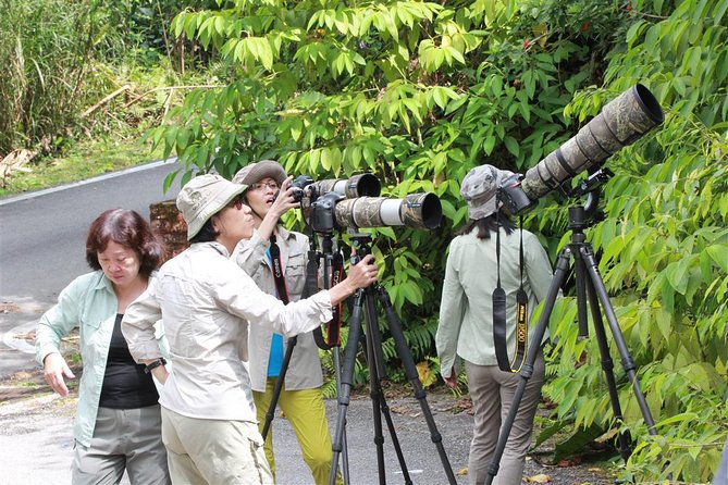 Fraser's Hill Bird-Watching & Nature Sightseeing Tour from Kuala Lumpur - Why Fraser’s Hill Birding Works So Well (and Why the Morning Matters)