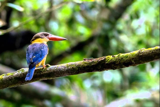 Fraser's Hill Bird-Watching & Nature Sightseeing Tour from Kuala Lumpur - Stop 1: Bukit Fraser for Views and a Fast Start to Birding