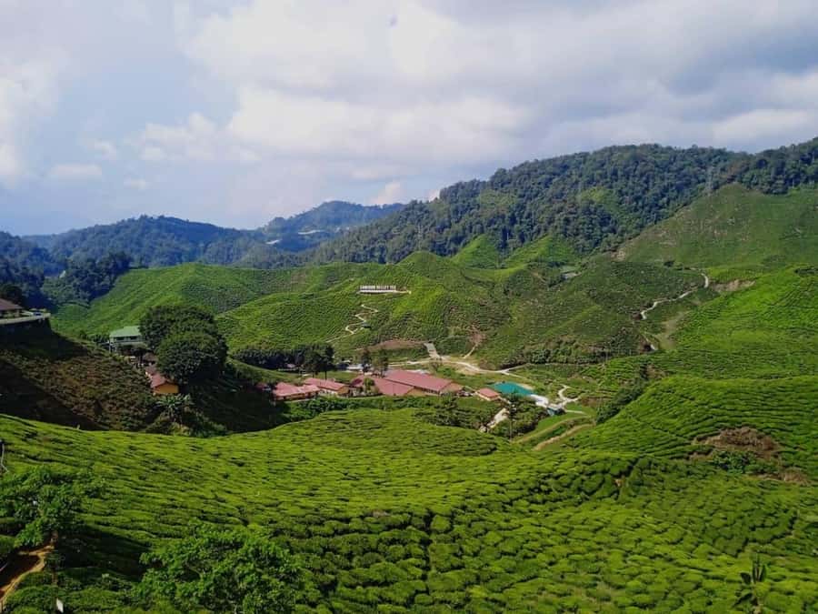 From Kuala Lumpur: Cameron Highlands Private or Join In Tour - Getting up the mountain from Kuala Lumpur (pickup, drive, and timing)