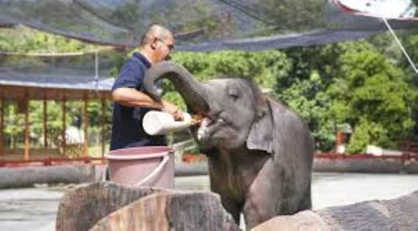 From Kuala Lumpur: Elephant Sanctuary Guided Tour - Lunch in Kuala Lumpur: A Real Meal Break, Not a Token Sandwich