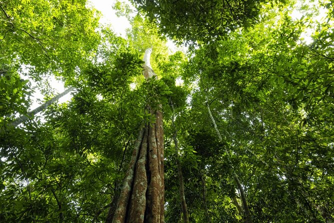 From Kuala Lumpur Taman Negara Day Trip With Lunch - Stop 2: Taman Negara National Park With a Nature Guide