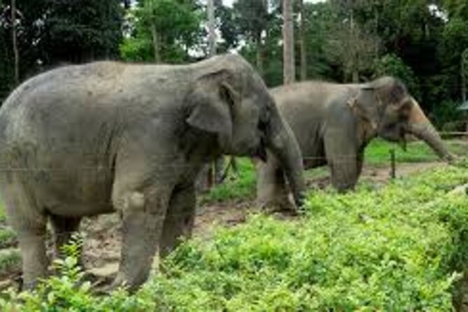 Full Day Elephant Sanctuary Tour with lunch Local food - Key highlights you’ll feel on the day