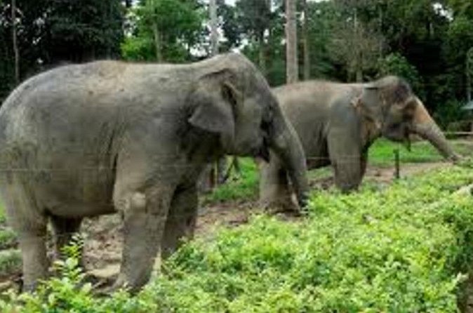 Full Day Elephant Sanctuary Tour with lunch Local food - Kuala Gandah transfer from Kuala Lumpur: the day’s easy start