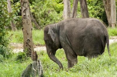 Full Day Elephant Sanctuary Tour with lunch Local food - The elephant sanctuary experience: close, calm, and clearly structured
