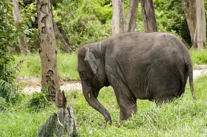 Full Day Elephant Sanctuary Tour with lunch Local food - The elephant sanctuary experience: close, calm, and clearly structured