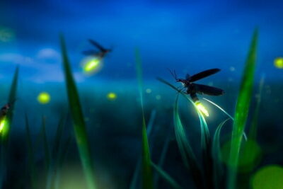 Group Tour: Kuala Selangor Firefly Blinking's including Dinner - When the Fireflies Start: Timing Is the Whole Game