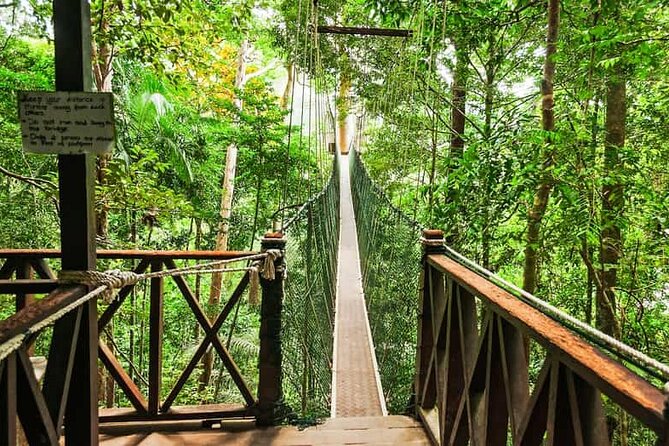 Jungle Odyssey: Unleash Your Adventure in Taman Negara! - Quick Hits: What Makes Jungle Odyssey Worth Your Time