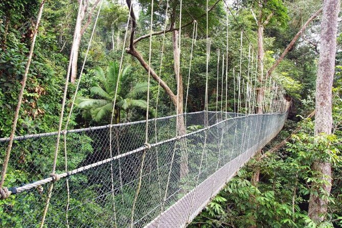 Jungle Odyssey: Unleash Your Adventure in Taman Negara! - Comfort and Packing: Make the Rainforest Work for You