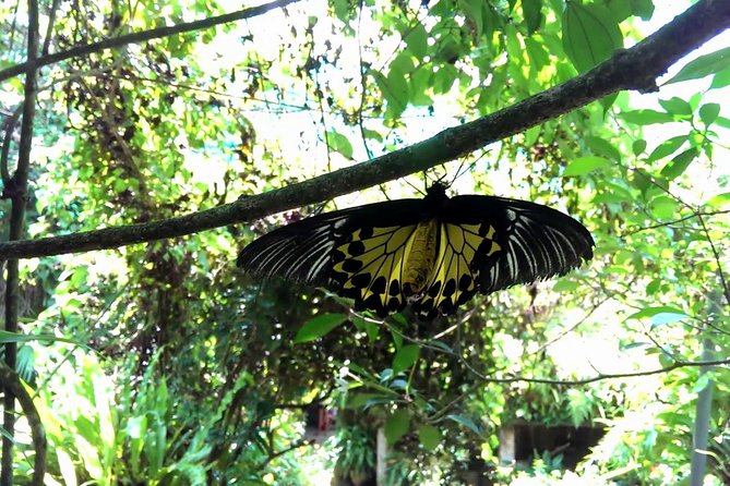 KL Butterfly Park Admission with Kuala Lumpur Famous Landmarks - Price and Value: Is $53.08 a Fair Deal?