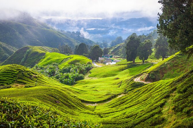 Kuala Lumpur: Cameron Highlands & Batu Caves Private Day Tour - BOH Tea Centre at Sungai Palas Garden: tea with a view