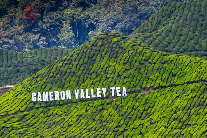 Kuala Lumpur: Cameron Highlands & Batu Caves Private Day Tour - Price and value: private transport for up to 3
