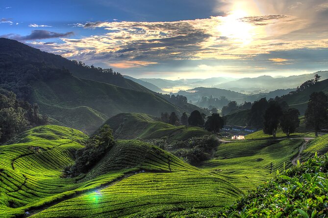 Kuala Lumpur: Cameron Highlands & Batu Caves Private Day Tour - Hotel pickup in Kuala Lumpur to Batu Caves: start smart, not stressed