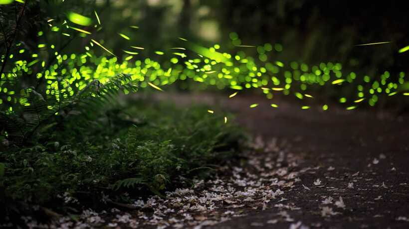 Kuala Lumpur: Kuala Selangor Firefly Tour and Dinner - Wildlife Watching: How to See Monkeys Without Turning It Into a Problem